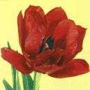 107 Tulips - 3-ply